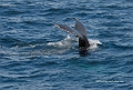 Humpback-Whale-}